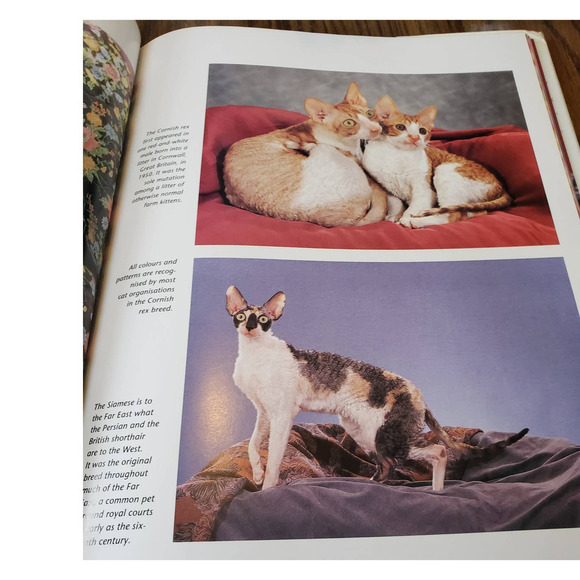 Portrait of the Animal World Series: Cats By Marcus Schneck & Jill Caravan - Picture 6 of 7